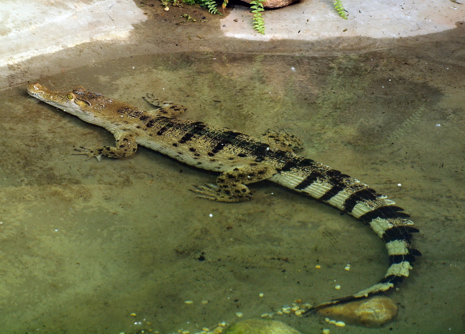 D. Karbe Philippine crocodile Cologne Zoo (2)